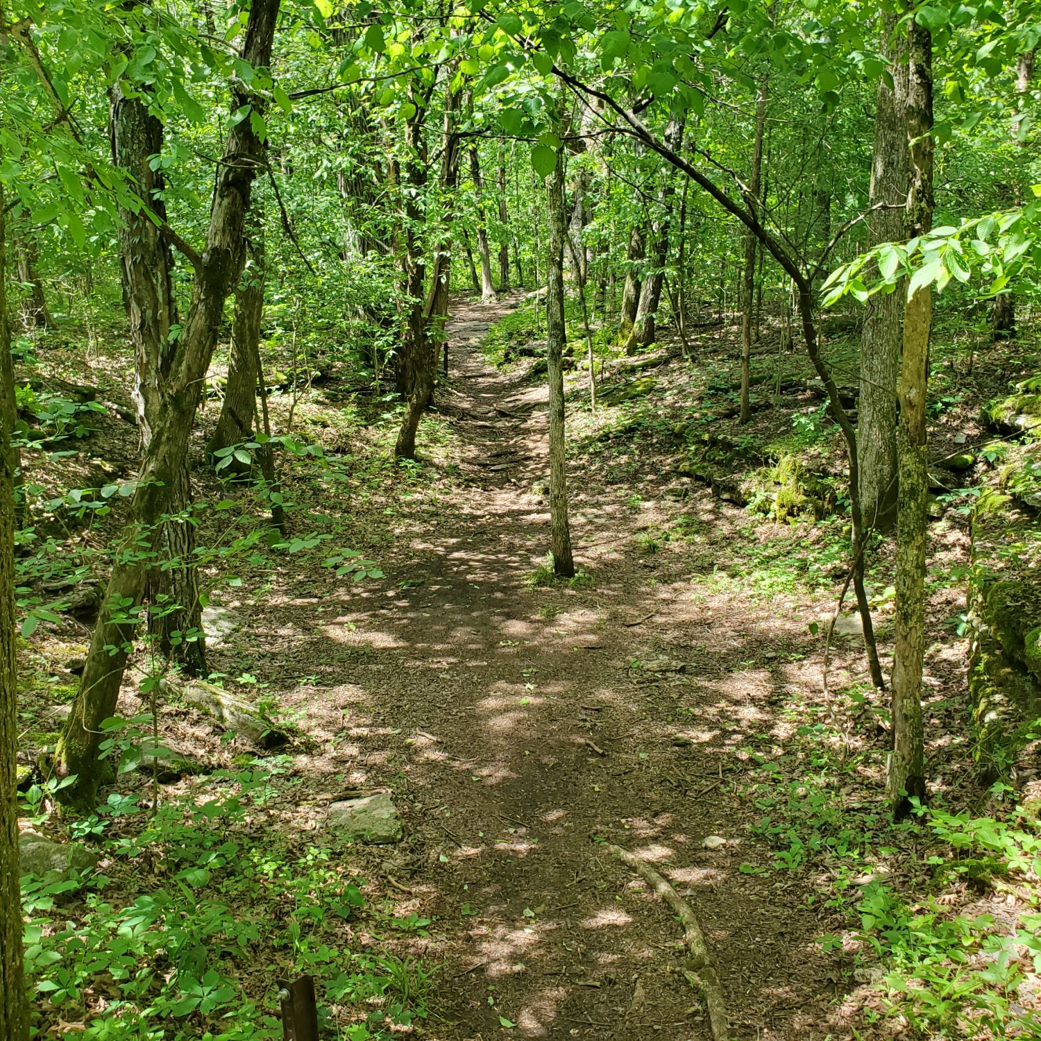 Cedars of Lebanon State Park 